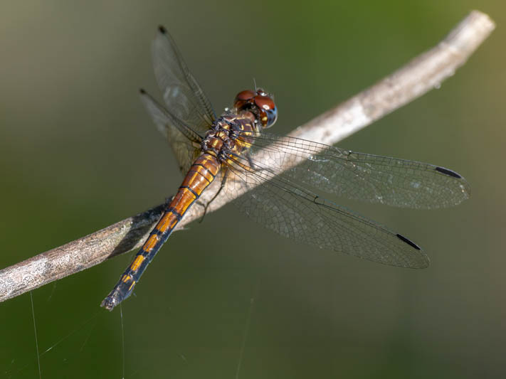 Cannaphila insularis (Gray-waisted Skimmer) male-6.jpg